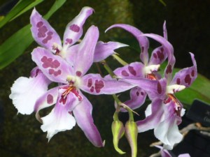 The beauty of opposites