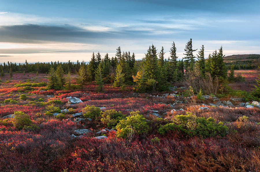 dolly-sods-wilderness-area-west-virginia-mark-vandyke