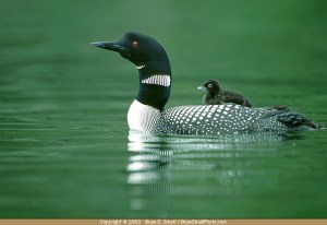 COMMON LOON WITH BABY