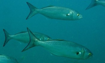 Bluefish underwater