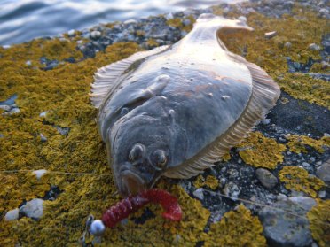 flounder-on-a-lure