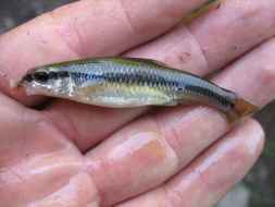 live-minnows-bait-for-fishing-in-lakes-preppingplanet.com_