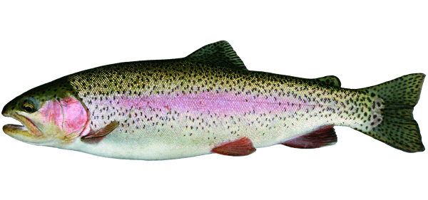 rainbow-trout- drawing