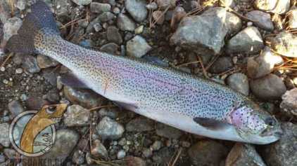 rainbow trout